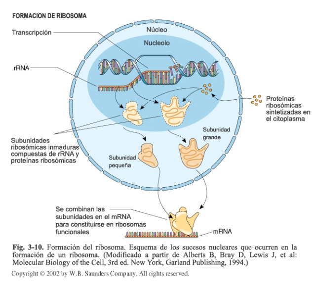 Formación del ribosoma.