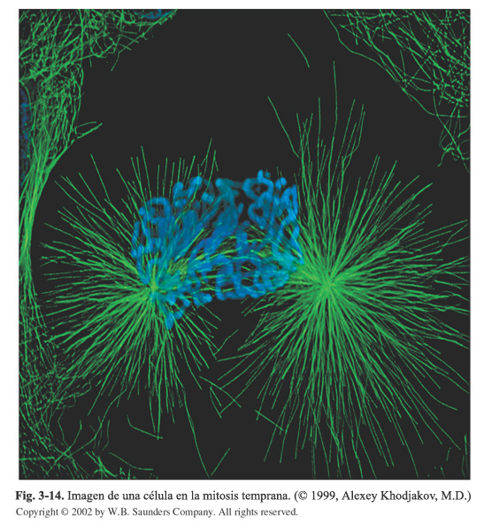 Imagen de una célula en la mitosis temprana. (© 1999, Alexey Khodjakov, M.D.) 