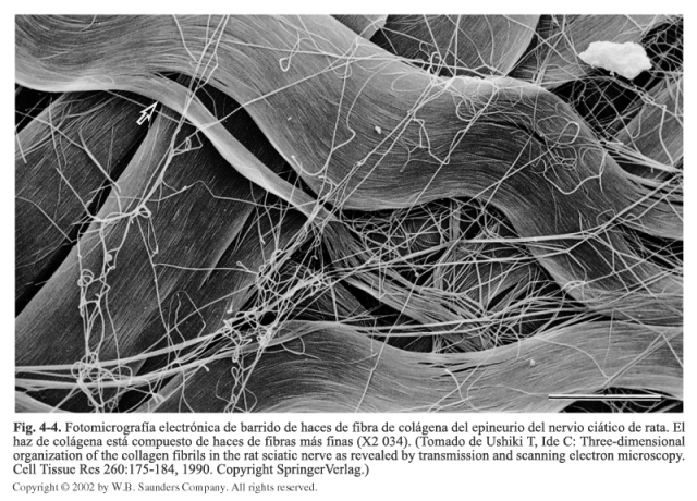 Fotomicrografía electrónica de barrido de haces de fibra de colágena del epineurio del nervio ciático de rata. 