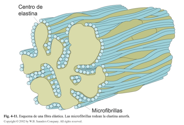 Esquema de una fibra elástica. Las microfibrillas rodean la elastina amorfa. 