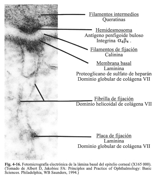 Fotomicrografía electrónica de la lámina basal del epitelio corneal (X165 000)